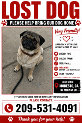 Lost Male Dog last seen Melissa ln, Modesto, CA 95355