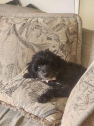 Lost Female Dog last seen Avendia del Ranchos, Jurupa Valley, CA 91752