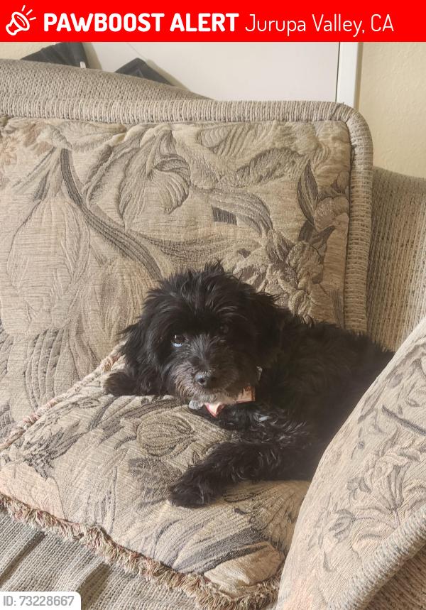 Lost Female Dog last seen Avendia del Ranchos, Jurupa Valley, CA 91752