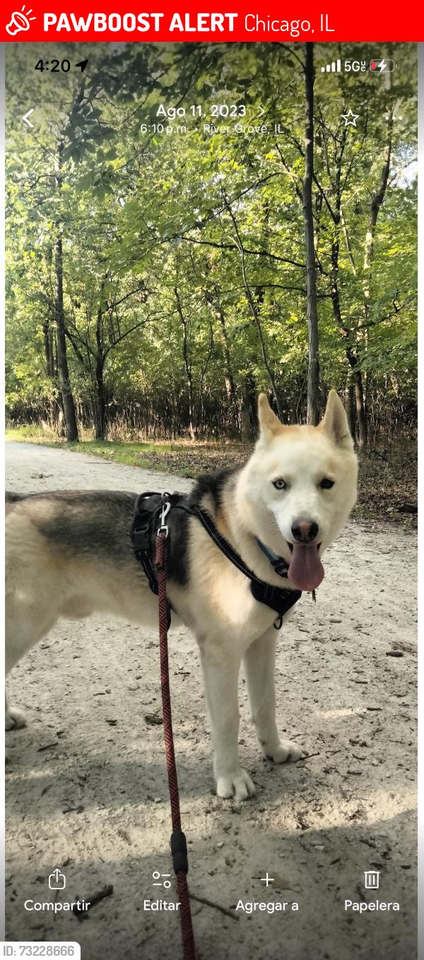 Lost Male Dog last seen Near w crystal 60651, Chicago, IL 60651
