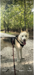 Lost Male Dog last seen Near w crystal 60651, Chicago, IL 60651