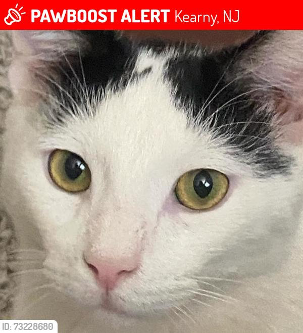Lost Male Cat last seen West Hudson Park Near Harrison, Kearny, NJ 07104