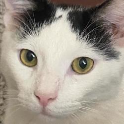 Lost Male Cat last seen West Hudson Park Near Harrison, Kearny, NJ 07104