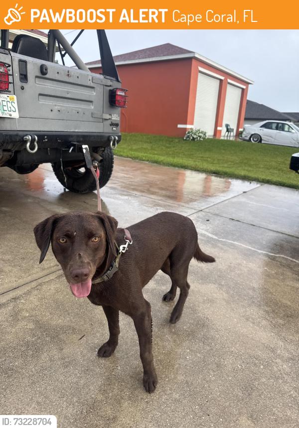 Found/Stray Male Dog last seen At my hse, Cape Coral, FL 33909