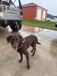 Found/Stray Male Dog last seen At my hse, Cape Coral, FL 33909