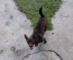Reunited Female Dog last seen Roper rd, Brooksville, FL 34602
