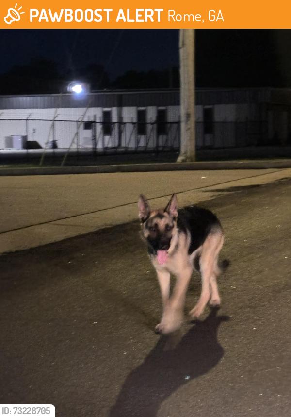 Found/Stray Unknown Dog last seen Huffaker Rd, Rome, GA 30165