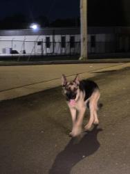 Found/Stray Unknown Dog last seen Huffaker Rd, Rome, GA 30165