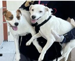 Found/Stray Unknown Dog last seen Humane way, Pomona, CA 91766
