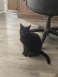 Lost Male Cat last seen Bostic sunshine, Bostic, NC 28018
