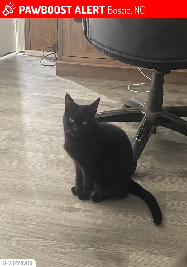 Lost Male Cat last seen Bostic sunshine, Bostic, NC 28018