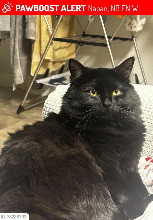 Lost Male Cat last seen Near South Napan Road, Napan, NB E1N 4W5, Napan, NB E1N 4W5