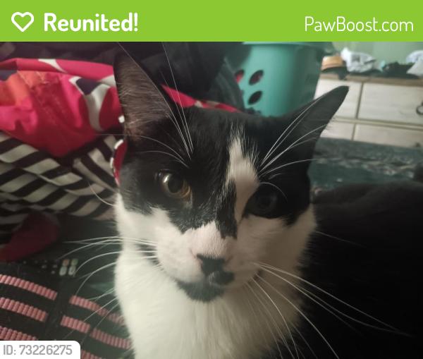 Reunited Male Cat last seen Keswick and Oso, Los Angeles, CA 91306