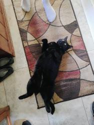 Reunited Female Cat last seen Townline Road, Franklin, MA 02038