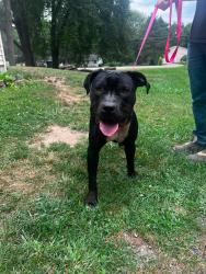 Found/Stray Male Dog last seen Saginaw drive, Kalamazoo, MI 49048