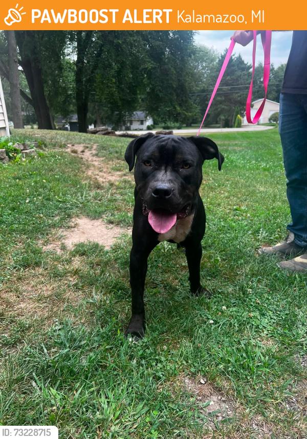 Found/Stray Male Dog last seen Saginaw drive, Kalamazoo, MI 49048