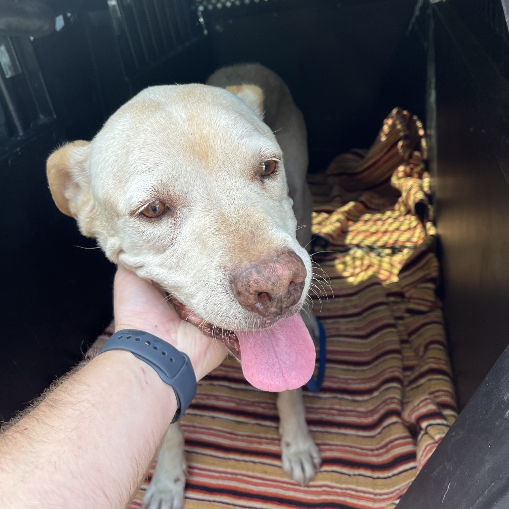 Shelter Stray Male Dog last seen , 3100 Deats Rd, Dickinson, TX 77539, USA