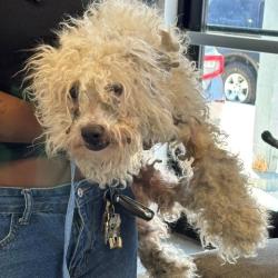 Shelter Stray Male Dog last seen , 12910 Yukon Ave, Hawthorne, CA 90250, USA