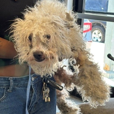 Shelter Stray Male Dog last seen , 12910 Yukon Ave, Hawthorne, CA 90250, USA