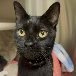 Shelter Stray Male Cat last seen , 361 S Raymond Ave, Pasadena, CA 91105, USA
