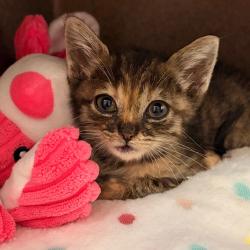 Shelter Stray Female Cat last seen , 361 S Raymond Ave, Pasadena, CA 91105, USA