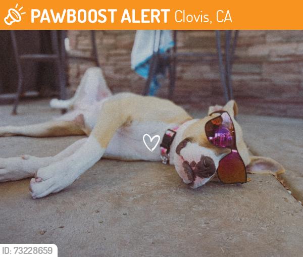 Found/Stray Female Dog last seen Willow and Herndon, Clovis, CA 93612