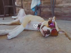 Found/Stray Female Dog last seen Willow and Herndon, Clovis, CA 93612