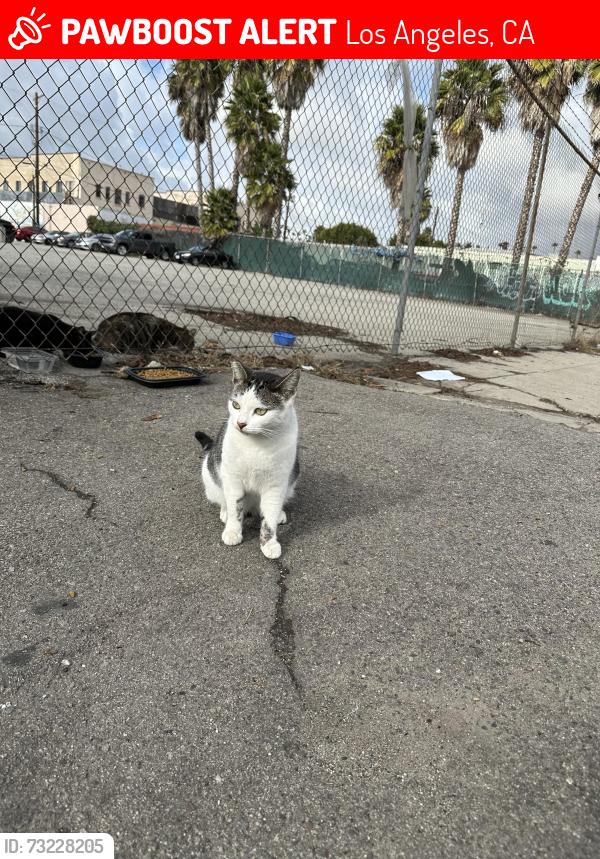Lost Female Cat last seen Broad St. and G Street, Los Angeles, CA 90744