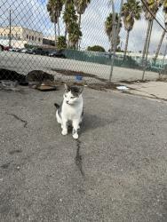 Lost Female Cat last seen Broad St. and G Street, Los Angeles, CA 90744