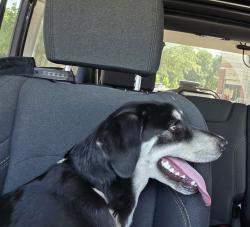 Reunited Male Dog last seen Amusbury and Munich Dr Rowlett, Rowlett, TX 75089