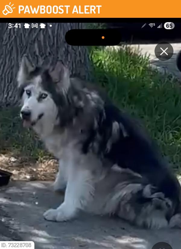 Found/Stray Male Dog last seen La Seda Rd and Rorimer St., South San Jose Hills, CA 91792