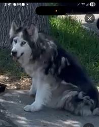 Found/Stray Male Dog last seen La Seda Rd and Rorimer St., South San Jose Hills, CA 91792