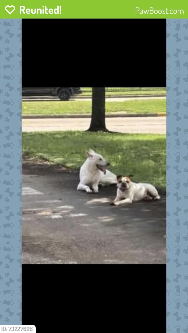 Reunited Male Dog last seen Spencer and Preston, Pasadena, TX 77502