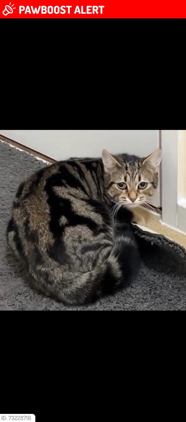Lost Female Bird last seen North town, Hampshire, England GU11 2QN