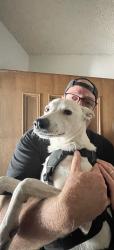 Reunited Female Dog last seen Petsmart on Sunrise and Arcadia in Citrus Heights, Citrus Heights, CA 95610