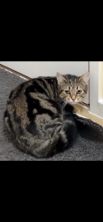 Lost Female Bird last seen North town, Hampshire, England GU11 2QN