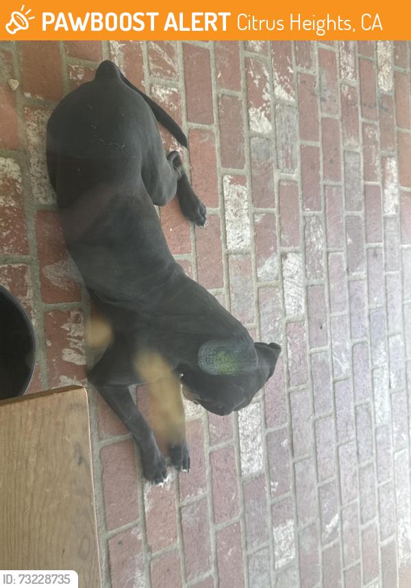 Found/Stray Male Dog last seen Antelope, Citrus Heights, CA 95610