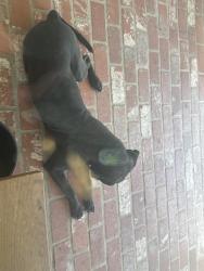 Found/Stray Male Dog last seen Antelope, Citrus Heights, CA 95610