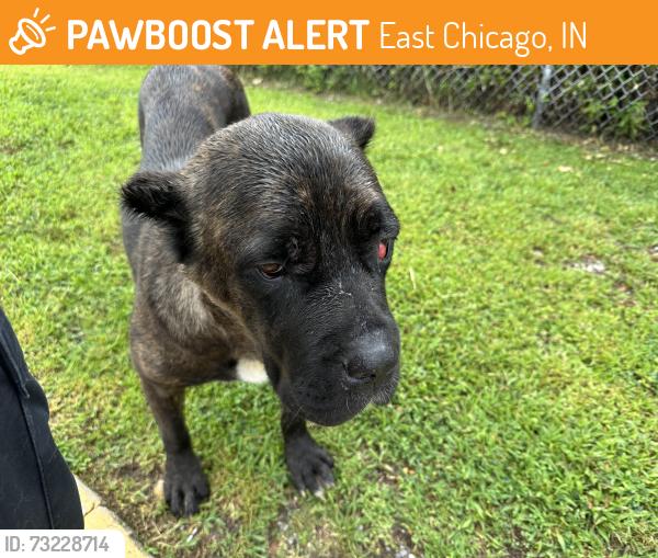 Found/Stray Female Dog last seen Cline Avenue, East Chicago Public Works, East Chicago, IN 46312