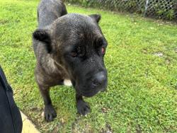 Found/Stray Female Dog last seen Cline Avenue, East Chicago Public Works, East Chicago, IN 46312