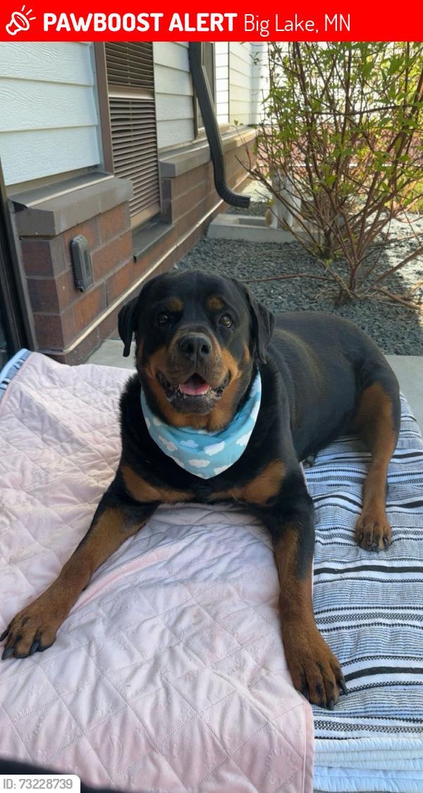 Lost Female Dog last seen County Rd 14 & 172nd St, Big Lake, MN 55309