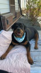 Lost Female Dog last seen County Rd 14 & 172nd St, Big Lake, MN 55309