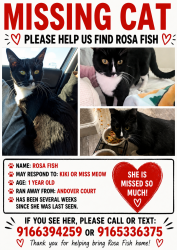 Reunited Female Cat last seen Near Laurelwood way, Sacramento, CA 95864