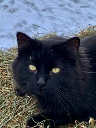 Lost Male Cat last seen 21 mile rd and T DR N, Marshall, MI 49068
