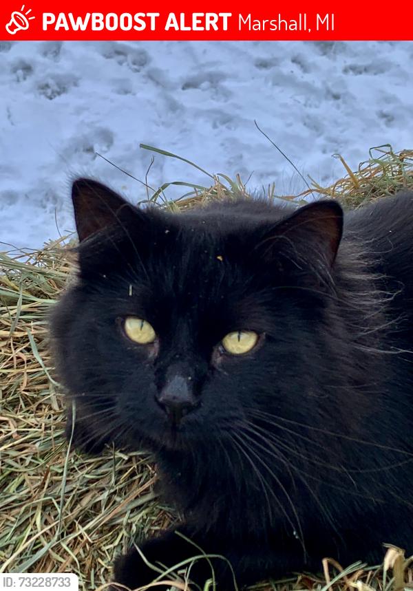 Lost Male Cat last seen 21 mile rd and T DR N, Marshall, MI 49068