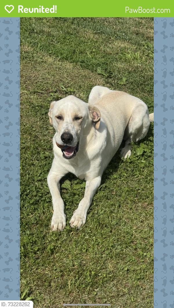 Reunited Male Dog last seen Shady Oak Dr, Hamilton County, TN 37363