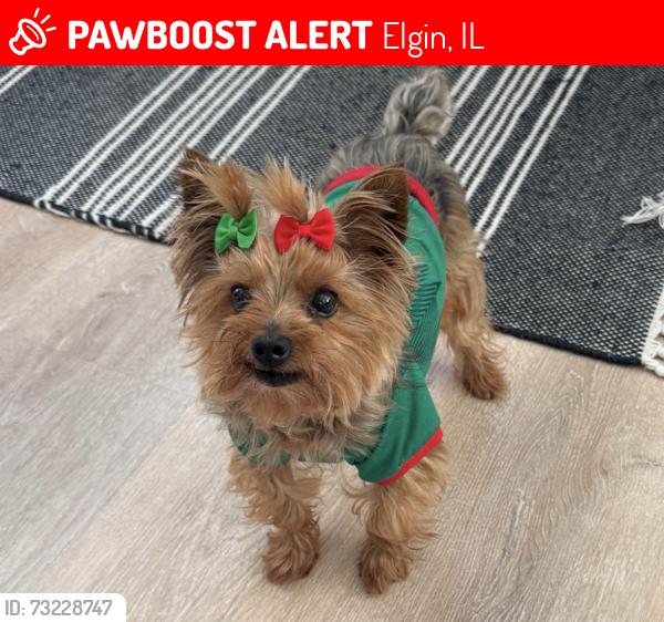 Lost Female Dog last seen Near oak ridge blvd Elgin Il 60120, Elgin, IL 60120