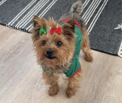 Lost Female Dog last seen Near oak ridge blvd Elgin Il 60120, Elgin, IL 60120
