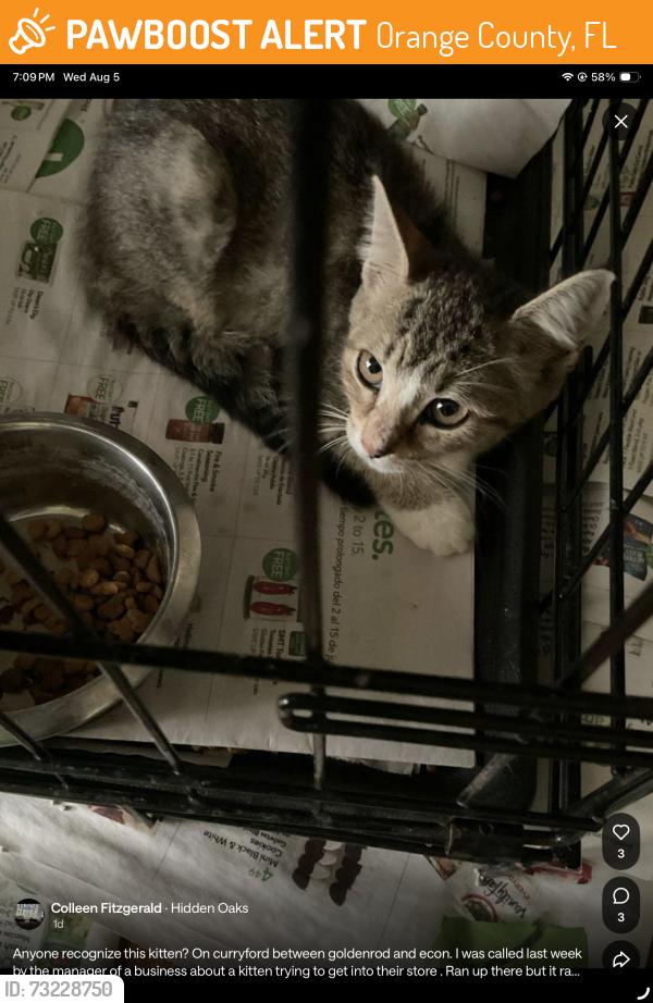 Found/Stray Unknown Cat last seen Chickasaw and curryford, Orange County, FL 32829
