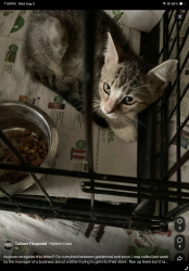 Found/Stray Unknown Cat last seen Chickasaw and curryford, Orange County, FL 32829